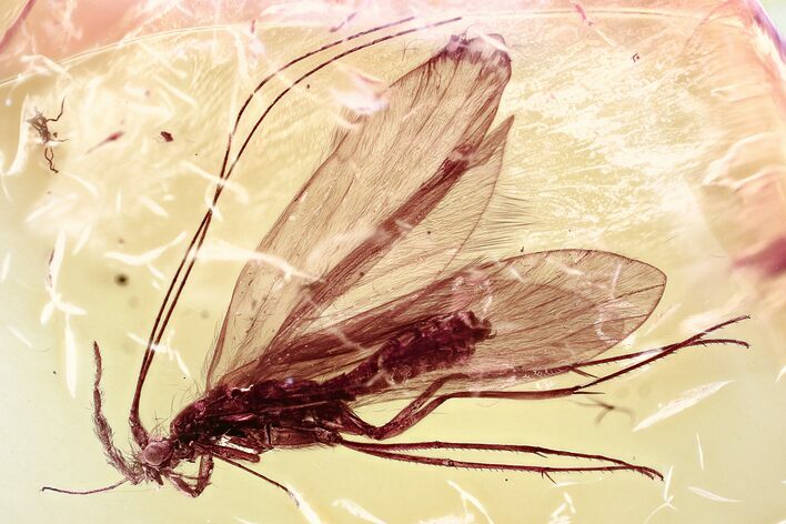 Fossil Tube-Making Caddisfly (Psychomyiidae) In Baltic Amber - Rare! #321711